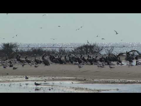 Video screenshot
