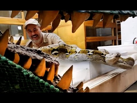 YouTube reptile video