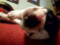 Boston Terrier video
