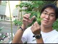 手做葉脈化石紀念物(STEP BY STEP  DIY示範教學)