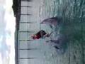 emilie riding a dolphin in cuba 