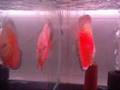 Acar� Discus   Casal Red White   Red and White