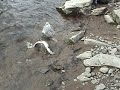 Pink worm strikes again