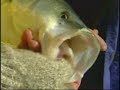 Striped Bass On Clams in Moriches Bay, NY Striped Bass On Clams in Moriches Bay, NY