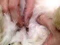 A Fast-Up on Rabbit Care: Post-Neuter