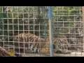 Tigers and loggers fight to survive in Sumatra - 17 Mar 09