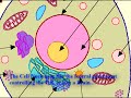 Cells