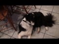 Jax's First Thanksgiving 2009.wmv