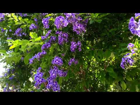 how to care for duranta erecta