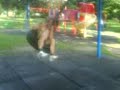 schwing swing