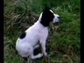videos de Kala English Springer Spaniel Puppy in field