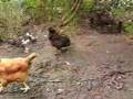 videos de ghoose and ducks