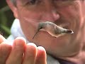 Ruby-throated hummingbird hand feeding