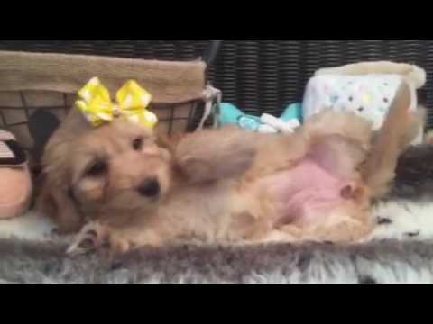 Lovely, petite Mini Goldendoodle female