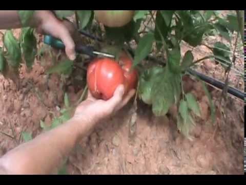 how to grow ugly tomatoes