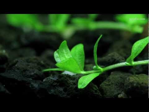 how to grow hc in aquarium