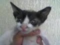 hol os envio el gato mas gaupo del el palaneta