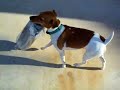 GT the JACK RUSSLE TERRIER GETS THE NEWSPAPER