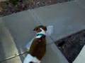 GT the JACK RUSSLE TERRIER GETS THE NEWSPAPER