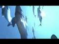 Aqua Trailer - Playstation 3