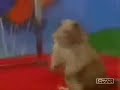 dramatic chipmunk sopa de caracol dramatic chipmunk sopa de caracol