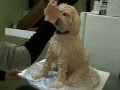 How to make a sculpted dog cake