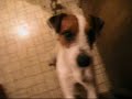 Digger - Dog Show USA