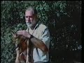 el lobo ibérico   carlos sanz  la aventura del saber   tve 