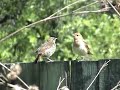 Thrush Nightingale Thrush Nightingale