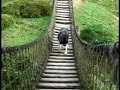 ハスキー