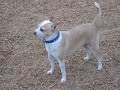 dogpark dogpark
