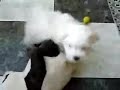 Bichon maltes \"TOY\" Bichon maltes \"TOY\"
