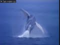 Whaling Video