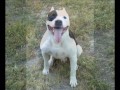 this is my 1st slide video...home you'll enjoy it ;) (the puppy in the end is cheeko's baby stich)