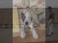 this is my 1st slide video...home you'll enjoy it ;) (the puppy in the end is cheeko's baby stich)