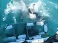 Crazy Video of Shark Diving Almost Gone Wrong