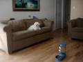 jasper84's maltese puppy ^_^