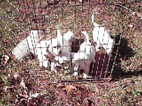 7 week old white lab puppies