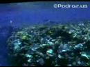 Red Sea Egypt 2004 Egipt - Sharm El Sheikh - Part2 Red Sea Egypt 2004 Egipt - Sharm El Sheikh - Part2