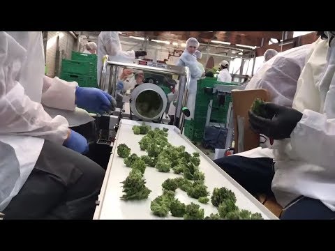 Cannabis im Sortiment: Lidl steigt in der Schweiz ins Drogengeschäft ein