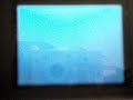 How to catch Electabuzz in Pokemon Platinum How to catch Electabuzz in Pokemon Platinum
