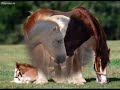 free horses