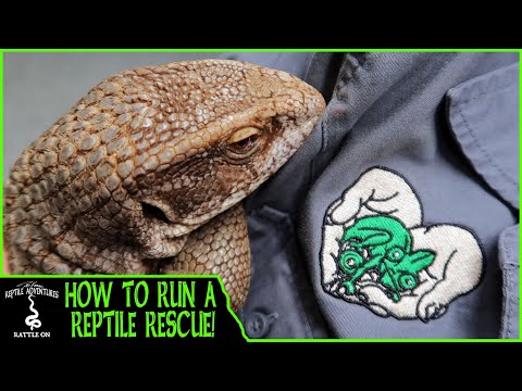 YouTube reptile video