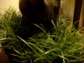 Cute Cat eating fake grass