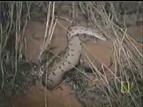badger - African Honey Badger Eats Snakes.