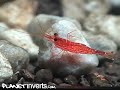 Red Stripe Sulawesi Shrimp