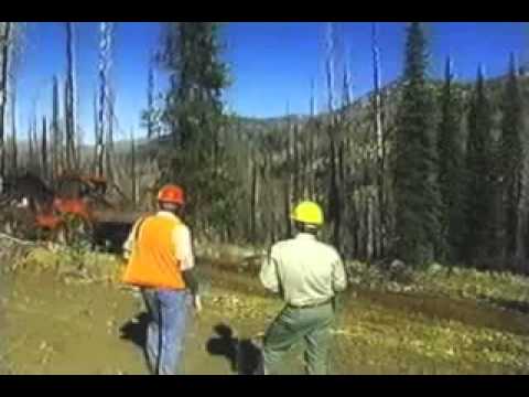 how to harvest timber in wood