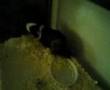 videos de The Chronicles Of Jade Ep 1