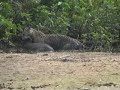 Jaguar vs Capibara in Pantanal Jaguar vs Capibara in Pantanal