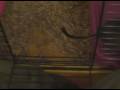 Degu Song